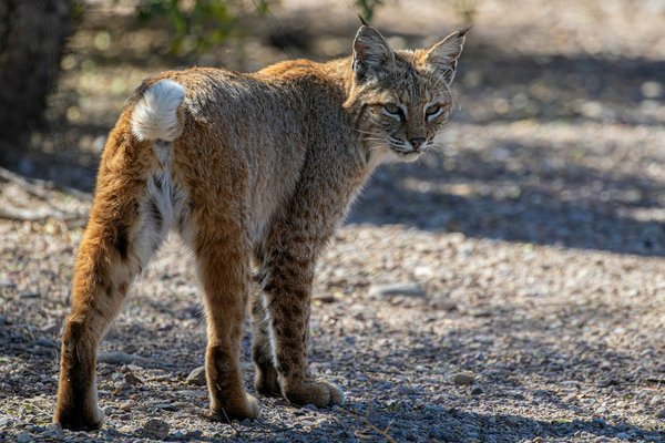 Comment organiser un camping pour observer les lynx en Europe de l'Est?