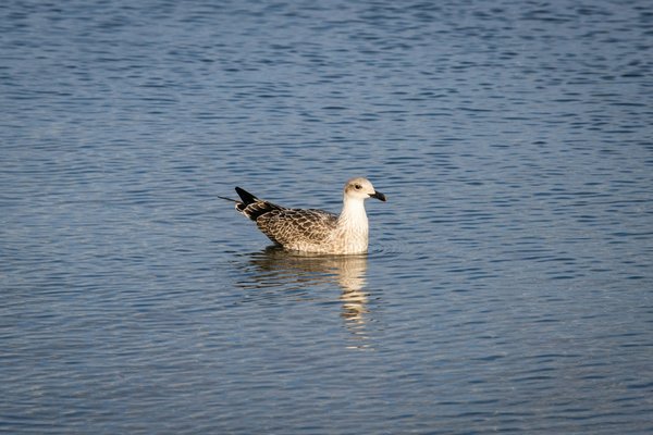Quelle croisière propose des excursions pour observer les oiseaux marins en Nouvelle-Zélande?